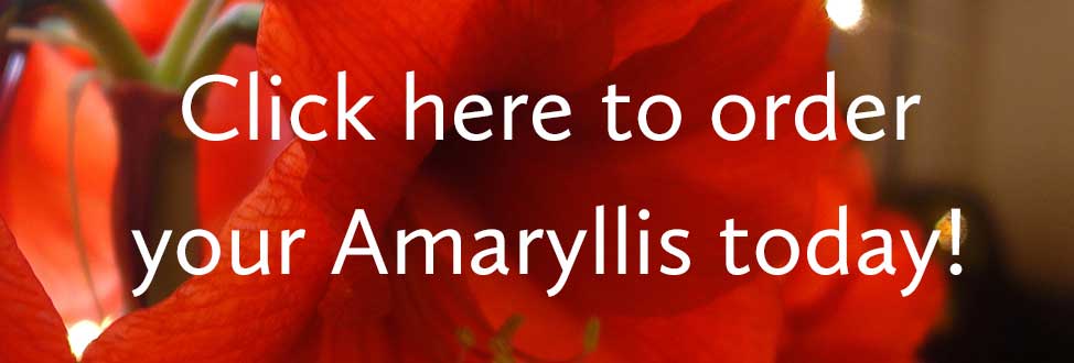 Amaryllis-Order-Button